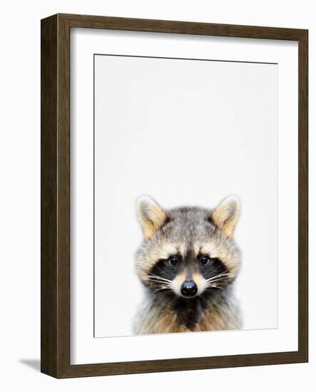 Raccoon-Tai Prints-Framed Photographic Print