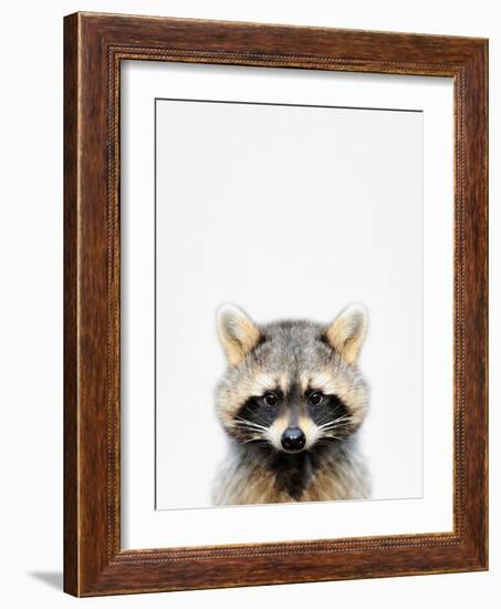 Raccoon-Tai Prints-Framed Photographic Print