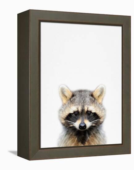 Raccoon-Tai Prints-Framed Premier Image Canvas