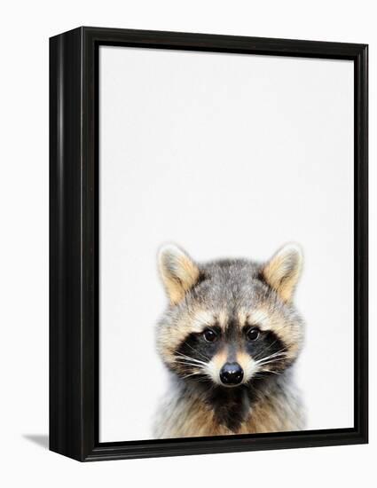 Raccoon-Tai Prints-Framed Premier Image Canvas