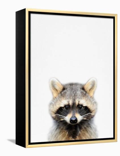 Raccoon-Tai Prints-Framed Premier Image Canvas