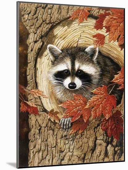 Raccoon-William Vanderdasson-Mounted Giclee Print