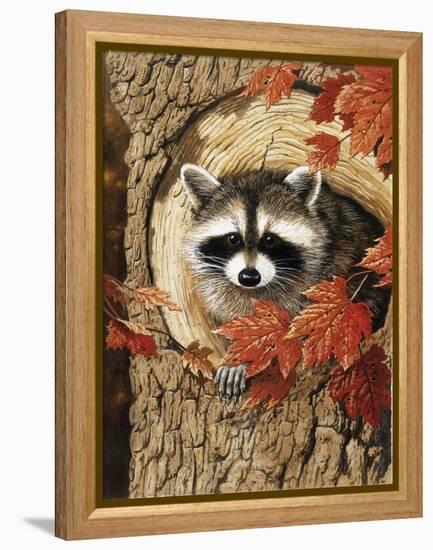 Raccoon-William Vanderdasson-Framed Premier Image Canvas