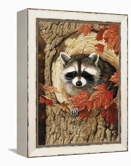 Raccoon-William Vanderdasson-Framed Premier Image Canvas