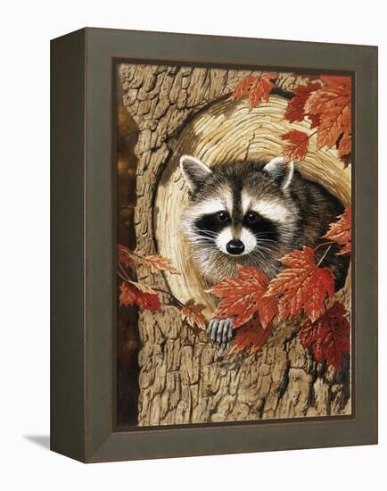 Raccoon-William Vanderdasson-Framed Premier Image Canvas