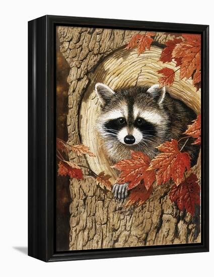 Raccoon-William Vanderdasson-Framed Premier Image Canvas