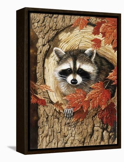 Raccoon-William Vanderdasson-Framed Premier Image Canvas