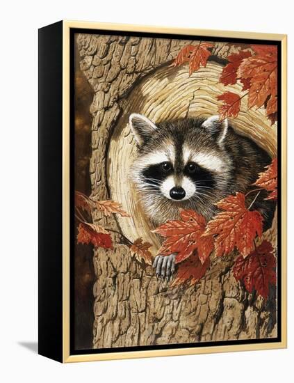 Raccoon-William Vanderdasson-Framed Premier Image Canvas
