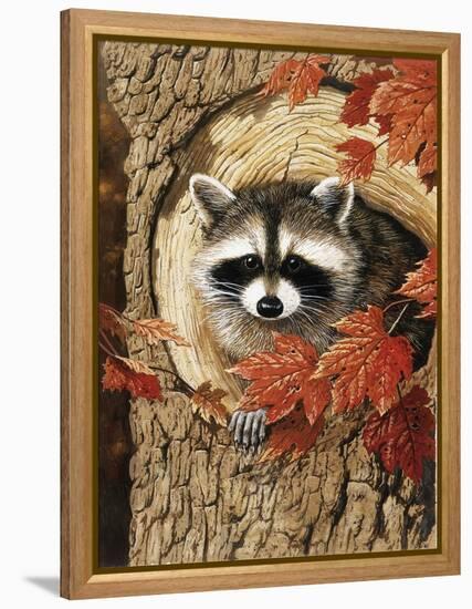 Raccoon-William Vanderdasson-Framed Premier Image Canvas