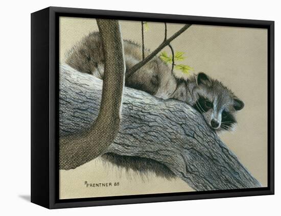 Raccoon-Rusty Frentner-Framed Premier Image Canvas