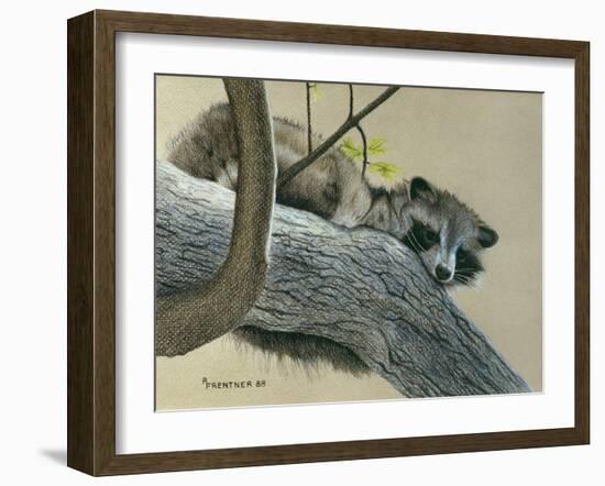 Raccoon-Rusty Frentner-Framed Giclee Print