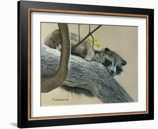 Raccoon-Rusty Frentner-Framed Giclee Print