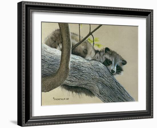 Raccoon-Rusty Frentner-Framed Giclee Print