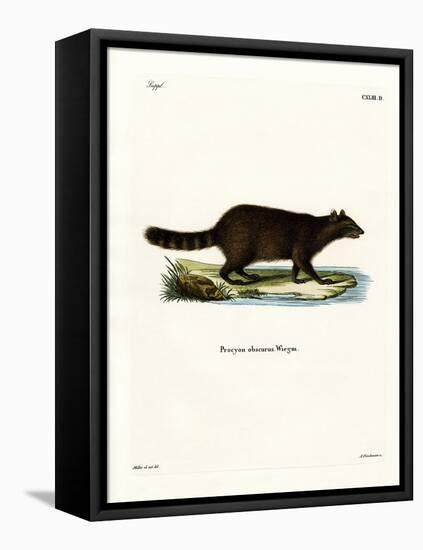 Raccoon-null-Framed Premier Image Canvas