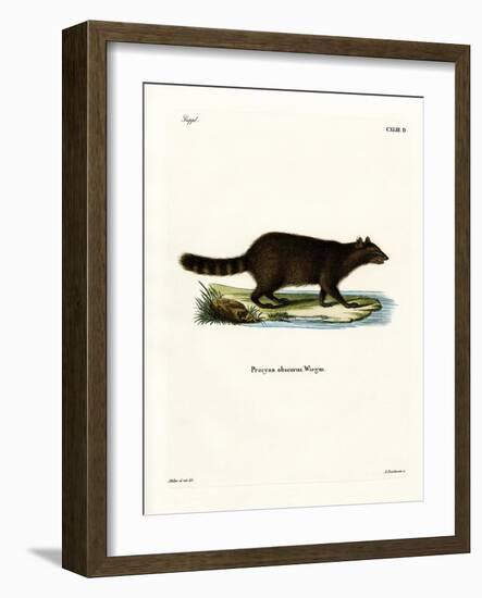 Raccoon-null-Framed Giclee Print