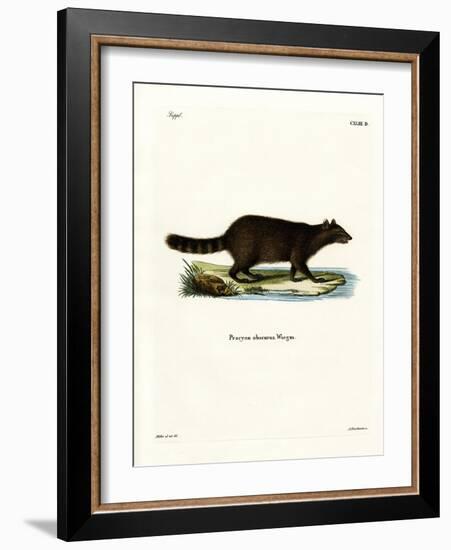 Raccoon-null-Framed Giclee Print