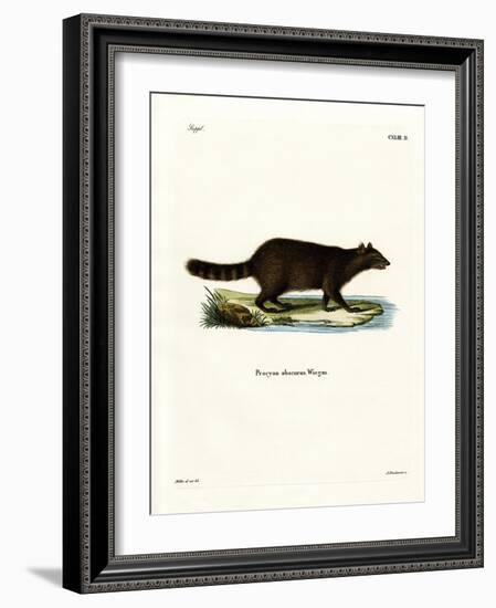 Raccoon-null-Framed Giclee Print