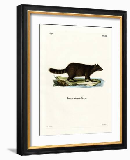 Raccoon-null-Framed Giclee Print