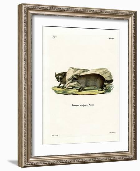 Raccoon-null-Framed Giclee Print