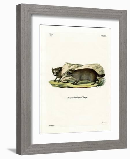 Raccoon-null-Framed Giclee Print