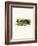 Raccoon-null-Framed Giclee Print