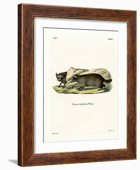 Raccoon-null-Framed Giclee Print