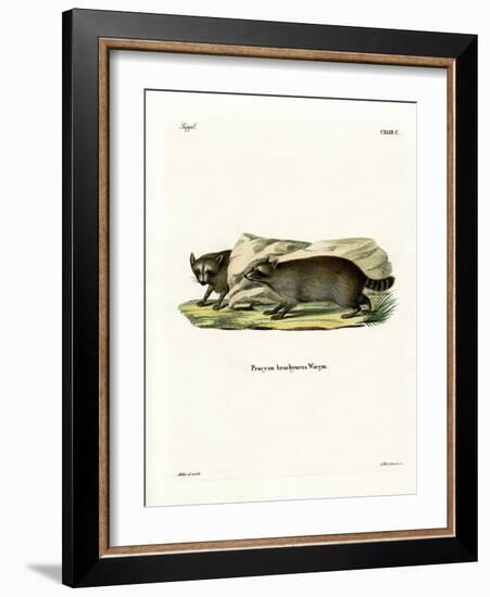 Raccoon-null-Framed Giclee Print