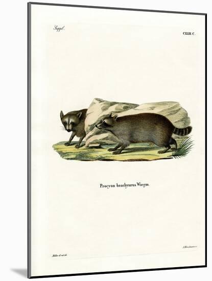 Raccoon-null-Mounted Giclee Print