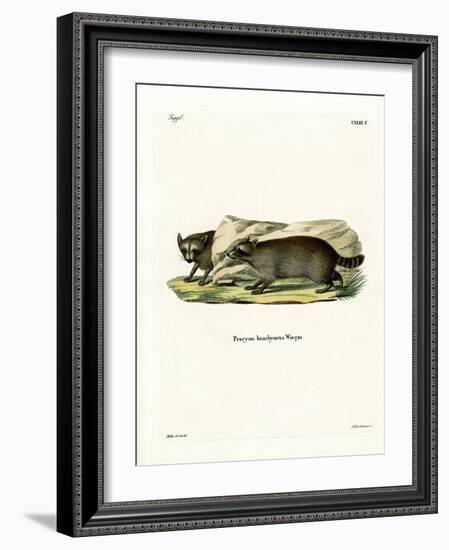 Raccoon-null-Framed Giclee Print