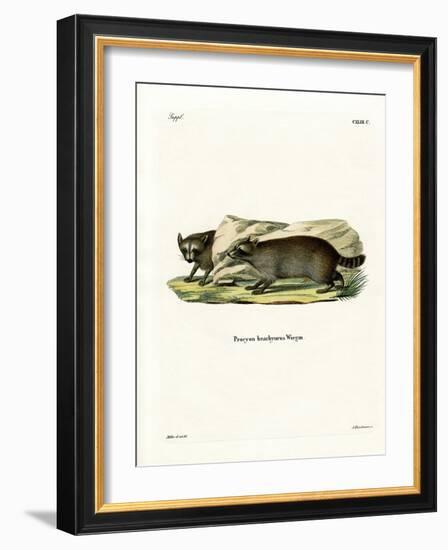 Raccoon-null-Framed Giclee Print