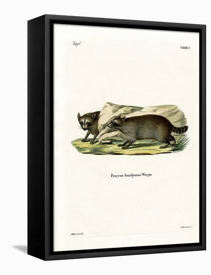 Raccoon-null-Framed Premier Image Canvas