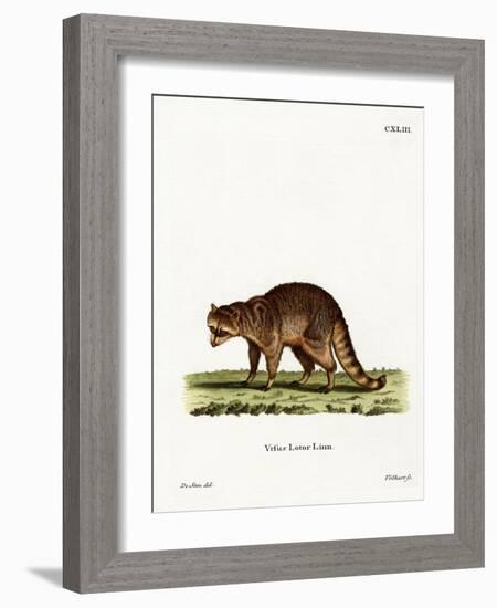 Raccoon-null-Framed Giclee Print
