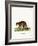 Raccoon-null-Framed Giclee Print