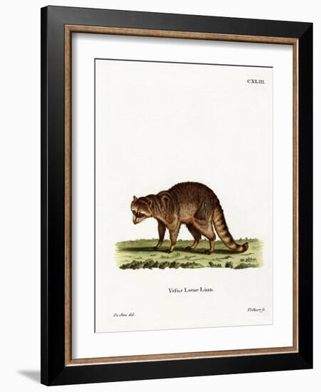 Raccoon-null-Framed Giclee Print