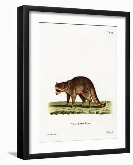 Raccoon-null-Framed Giclee Print