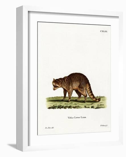 Raccoon-null-Framed Giclee Print