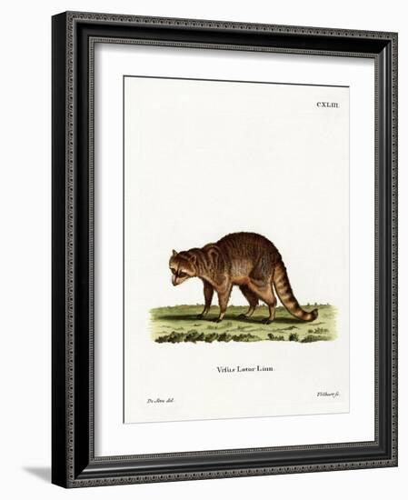 Raccoon-null-Framed Giclee Print