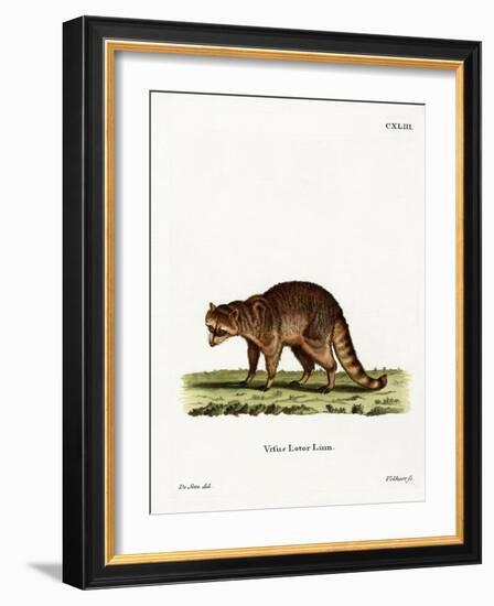 Raccoon-null-Framed Giclee Print