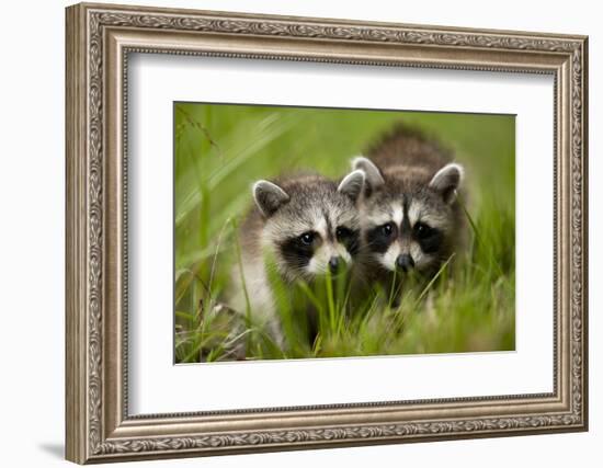 Raccoons at Assateague Island National Seashore in Maryland-Paul Souders-Framed Photographic Print