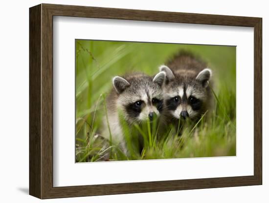 Raccoons at Assateague Island National Seashore in Maryland-Paul Souders-Framed Photographic Print