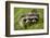 Raccoons at Assateague Island National Seashore in Maryland-Paul Souders-Framed Photographic Print