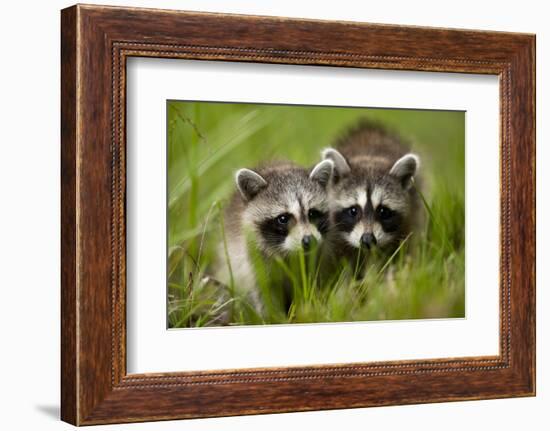 Raccoons at Assateague Island National Seashore in Maryland-Paul Souders-Framed Photographic Print