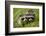 Raccoons at Assateague Island National Seashore in Maryland-Paul Souders-Framed Photographic Print