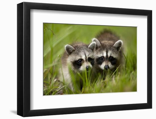 Raccoons at Assateague Island National Seashore in Maryland-Paul Souders-Framed Photographic Print