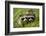 Raccoons at Assateague Island National Seashore in Maryland-Paul Souders-Framed Photographic Print