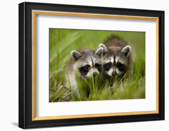 Raccoons at Assateague Island National Seashore in Maryland-Paul Souders-Framed Photographic Print