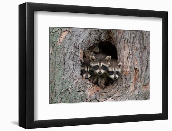 Raccoons Cubs in a Tree Hole-null-Framed Art Print