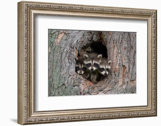 Raccoons Cubs in a Tree Hole-null-Framed Art Print