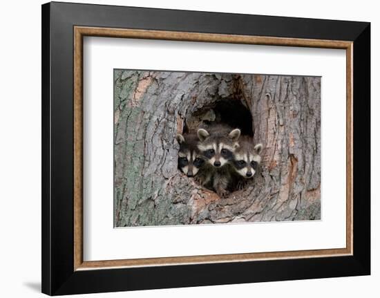 Raccoons Cubs in a Tree Hole-null-Framed Art Print