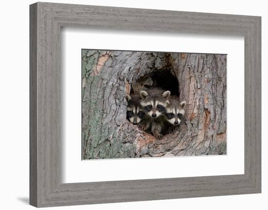 Raccoons Cubs in a Tree Hole-null-Framed Art Print